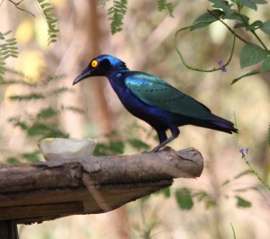 Eén van de vele soorten (180+) vogels die je in Marakissa kunt bewonderen