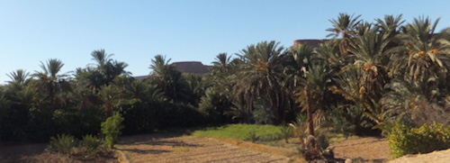 Oases_du_Ziz